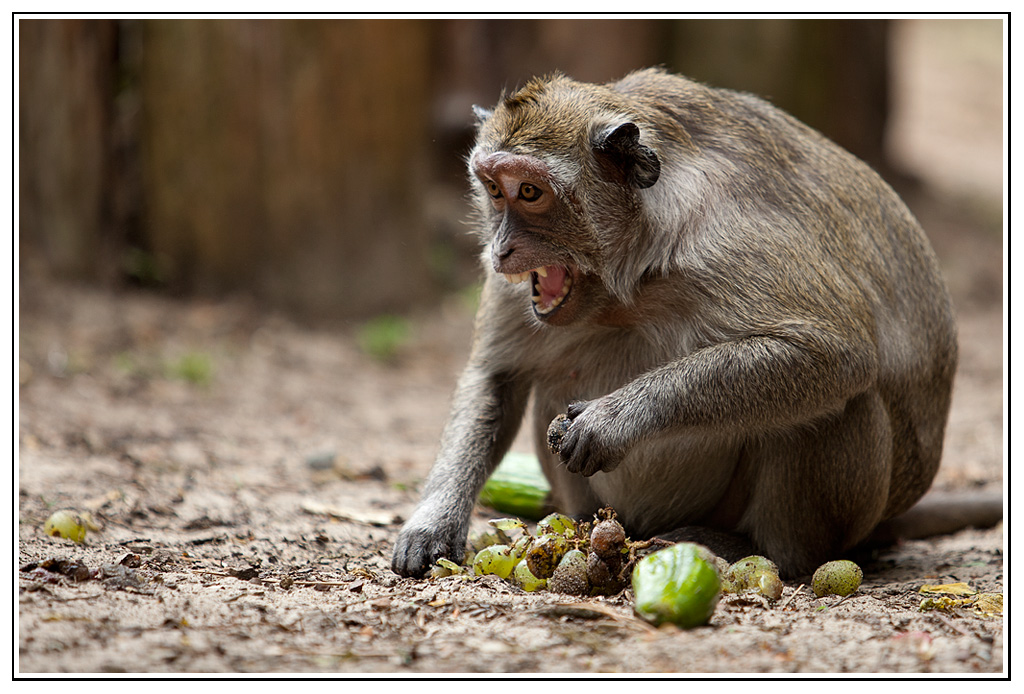 macaque (3).jpg - Bouboule défend son repas